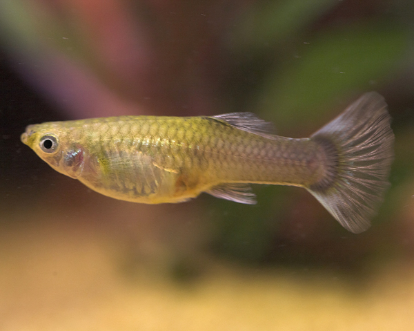 large plain femlae guppy