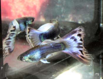 two male guppy