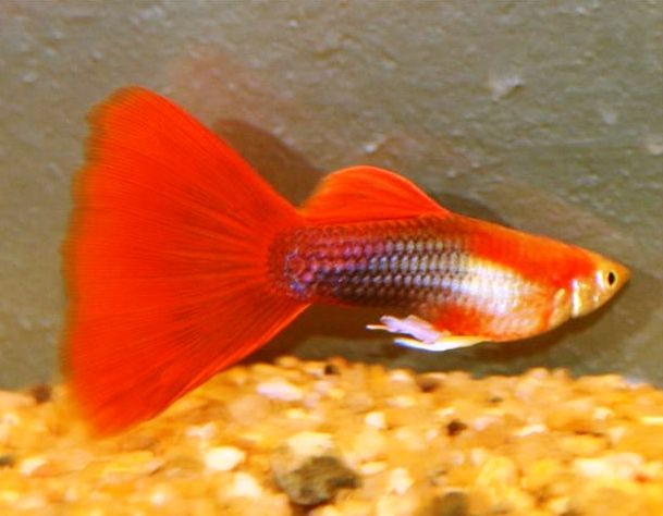 red male guppy