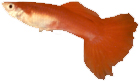orange male guppy