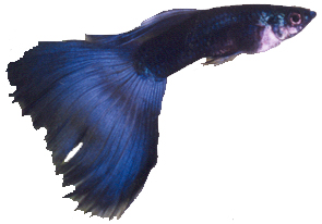 blue guppy