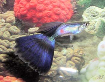 blue fancy male guppy