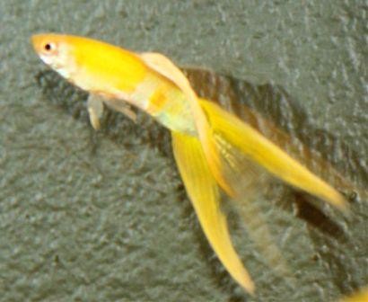 yellow split tail male guppy