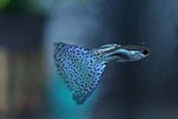 blue spotted male guppy