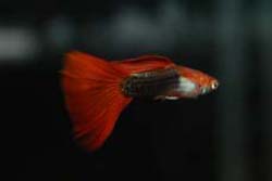 red/black male guppy