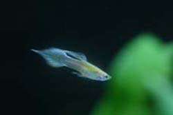 dimond tail male guppy