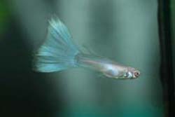 pale male guppy