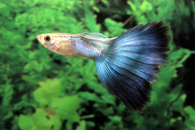 fancy blue male guppy