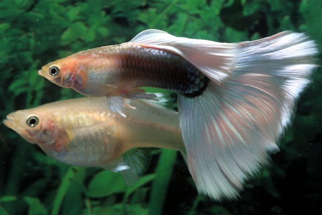 white male guppy and pregnant female guppy