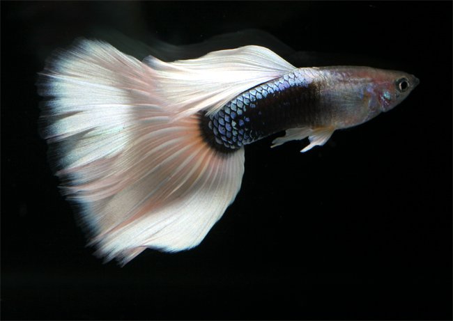 white tail guppy